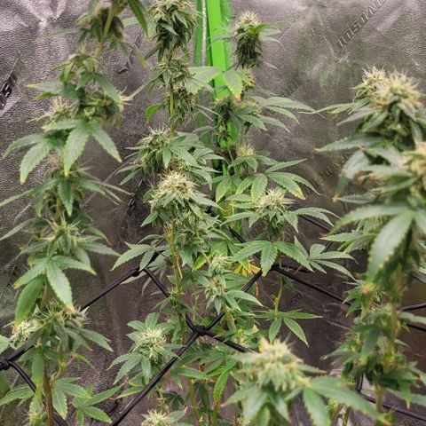 Super Silver Haze growlog timeline photo