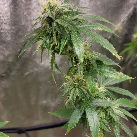 Super Silver Haze growlog timeline photo