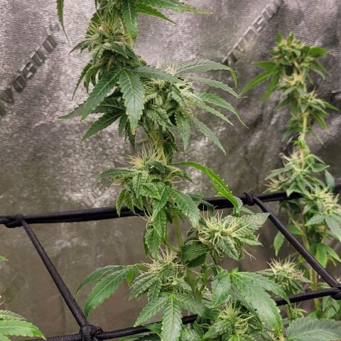 Super Silver Haze growlog timeline photo