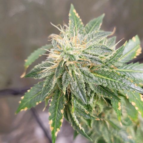 Super Silver Haze growlog timeline photo