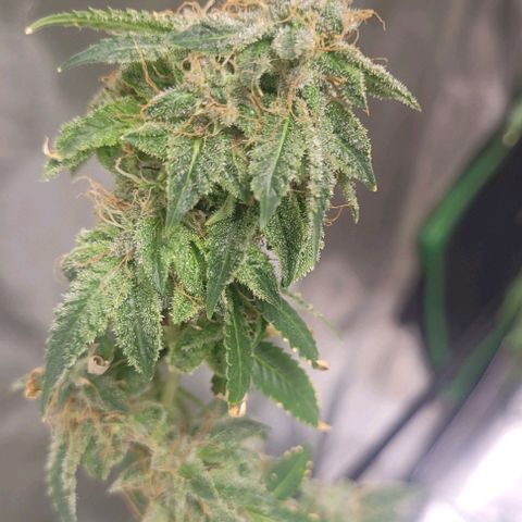 Super Silver Haze growlog timeline photo