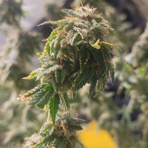 Super Silver Haze growlog timeline photo
