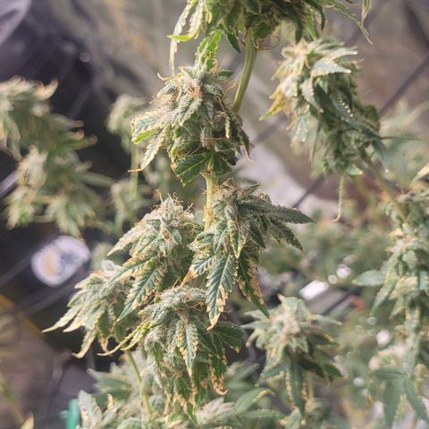 Super Silver Haze growlog timeline photo