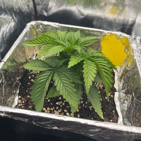 Lemon Drizzle x Purple Punch L growlog timeline photo