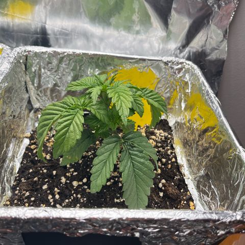 Lemon Drizzle x Purple Punch R growlog timeline photo