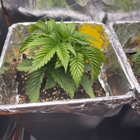 Lemon Drizzle x Purple Punch L growlog timeline photo