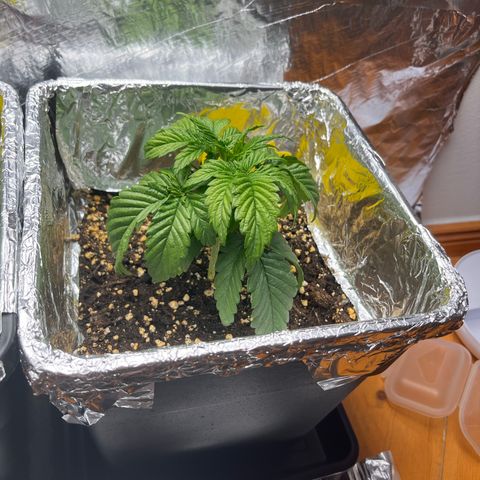 Lemon Drizzle x Purple Punch R growlog timeline photo