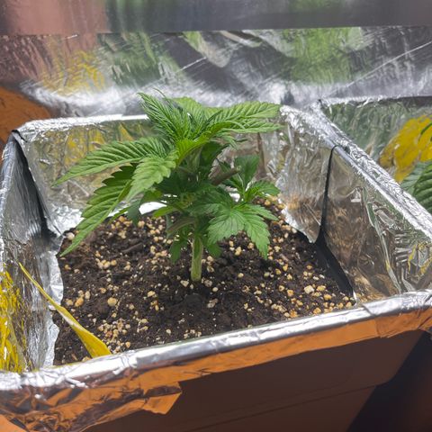 Lemon Drizzle x Purple Punch L growlog timeline photo