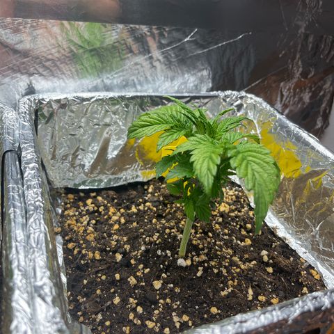 Lemon Drizzle x Purple Punch R growlog timeline photo