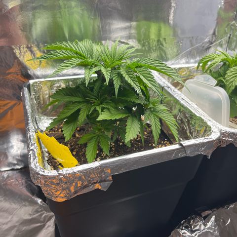 Lemon Drizzle x Purple Punch L growlog timeline photo