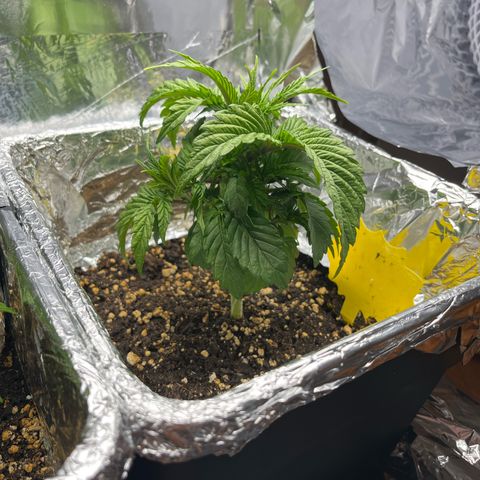 Lemon Drizzle x Purple Punch R growlog timeline photo