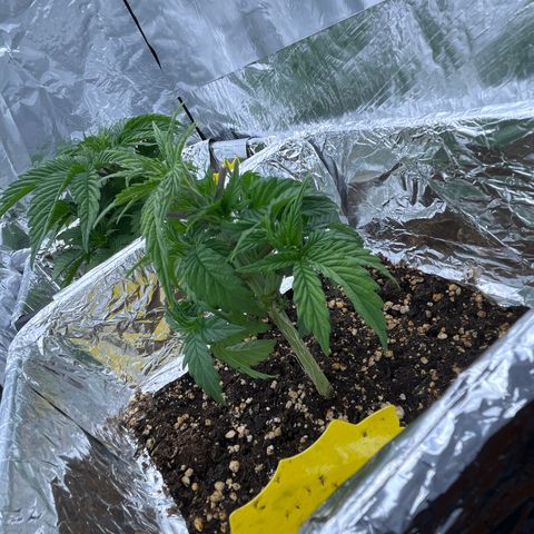 Lemon Drizzle x Purple Punch R growlog timeline photo