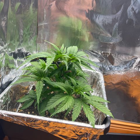 Lemon Drizzle x Purple Punch L growlog timeline photo