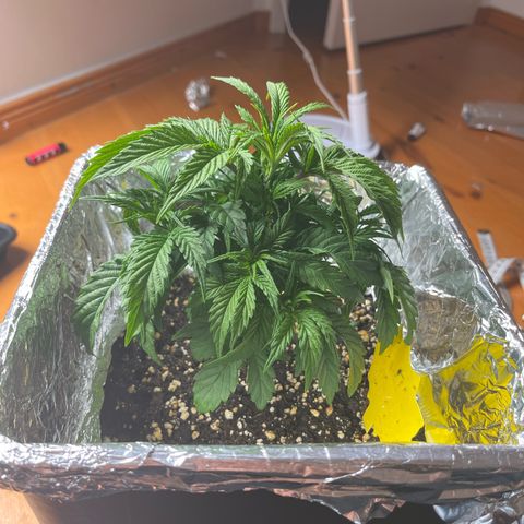 Lemon Drizzle x Purple Punch R growlog photo: B4 trim