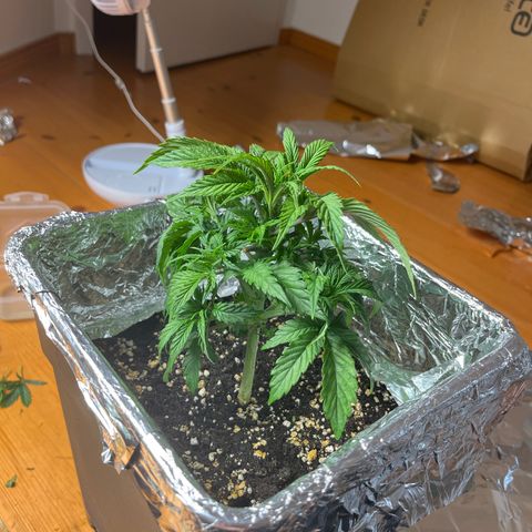 Lemon Drizzle x Purple Punch R growlog photo: After trim