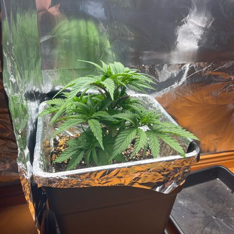 Lemon Drizzle x Purple Punch L growlog timeline photo