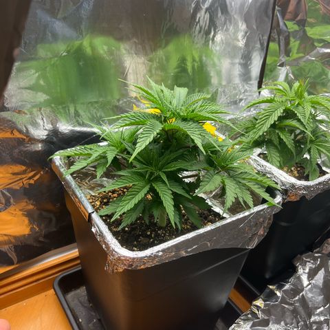 Lemon Drizzle x Purple Punch L growlog timeline photo