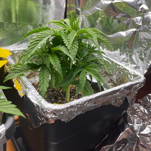 Lemon Drizzle x Purple Punch R growlog timeline photo