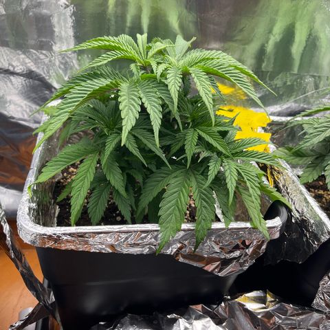 Lemon Drizzle x Purple Punch L growlog timeline photo