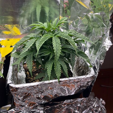 Lemon Drizzle x Purple Punch R growlog timeline photo