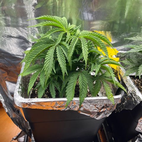 Lemon Drizzle x Purple Punch L growlog timeline photo