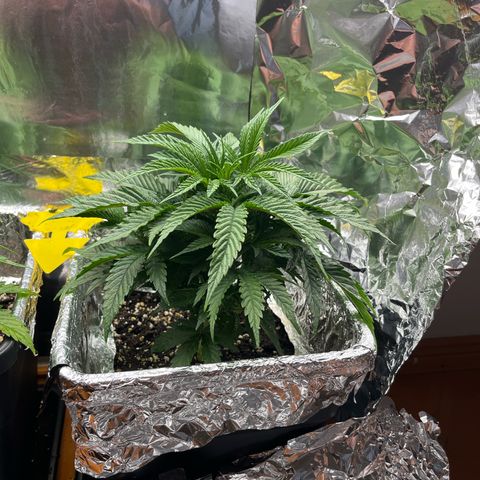 Lemon Drizzle x Purple Punch R growlog timeline photo