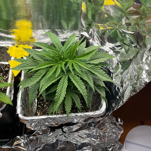Lemon Drizzle x Purple Punch R growlog timeline photo