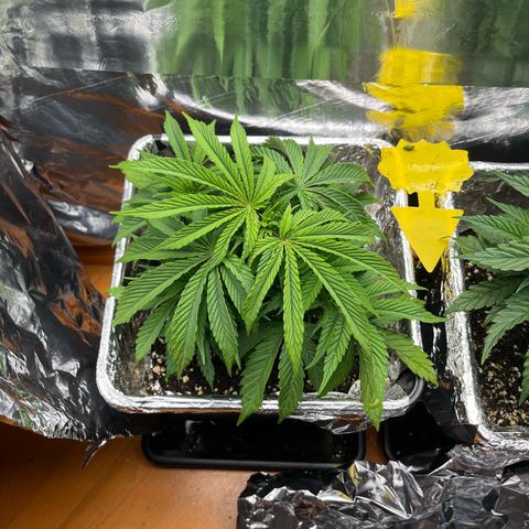 Lemon Drizzle x Purple Punch L growlog timeline photo