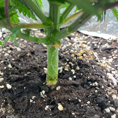 Lemon Drizzle x Purple Punch L growlog timeline photo