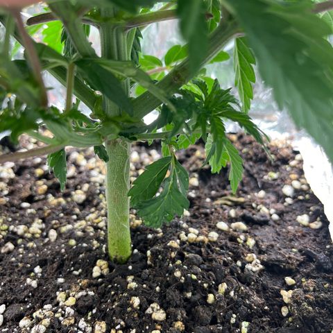 Lemon Drizzle x Purple Punch R growlog timeline photo