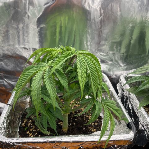 Lemon Drizzle x Purple Punch L growlog timeline photo