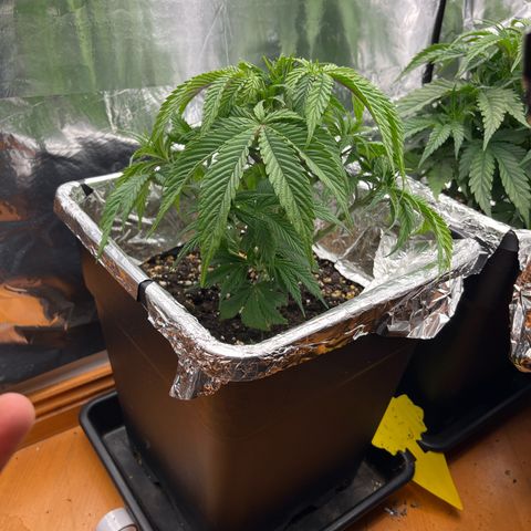 Lemon Drizzle x Purple Punch L growlog timeline photo