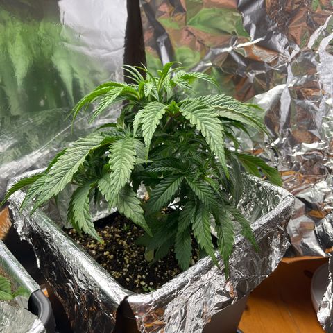 Lemon Drizzle x Purple Punch R growlog timeline photo