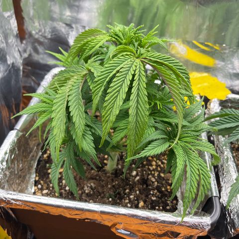 Lemon Drizzle x Purple Punch L growlog timeline photo