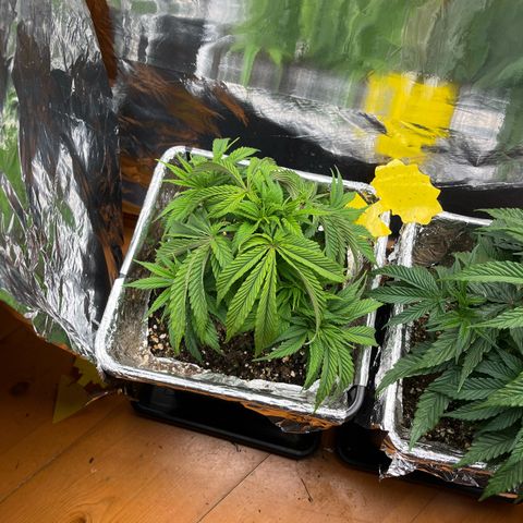 Lemon Drizzle x Purple Punch L growlog timeline photo