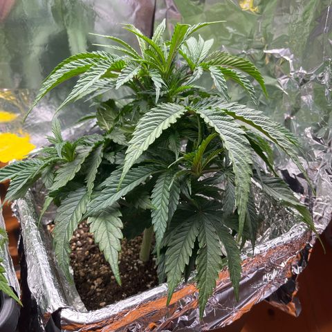 Lemon Drizzle x Purple Punch R growlog timeline photo