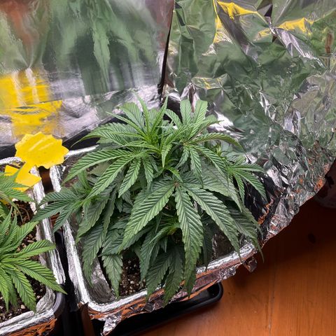 Lemon Drizzle x Purple Punch R growlog timeline photo