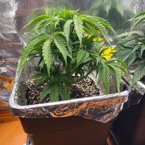 Lemon Drizzle x Purple Punch L growlog timeline photo