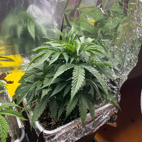 Lemon Drizzle x Purple Punch R growlog timeline photo