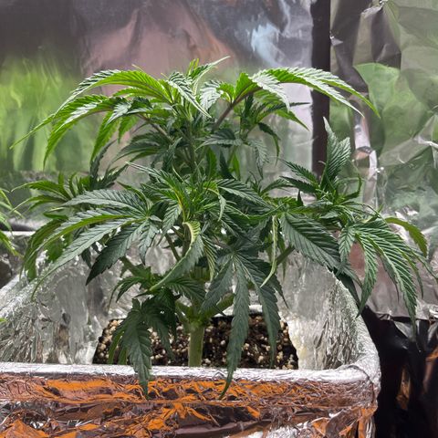 Lemon Drizzle x Purple Punch R growlog timeline photo