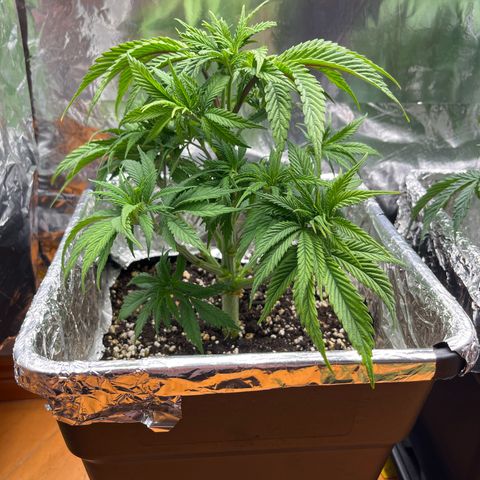 Lemon Drizzle x Purple Punch L growlog timeline photo