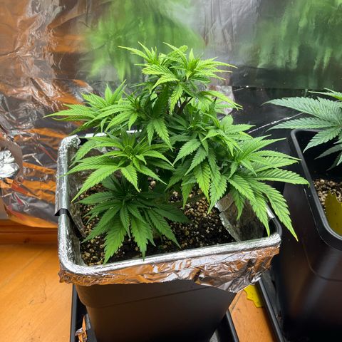 Lemon Drizzle x Purple Punch L growlog timeline photo