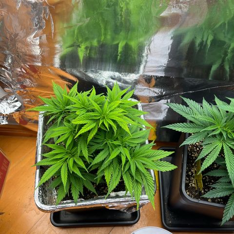 Lemon Drizzle x Purple Punch L growlog timeline photo