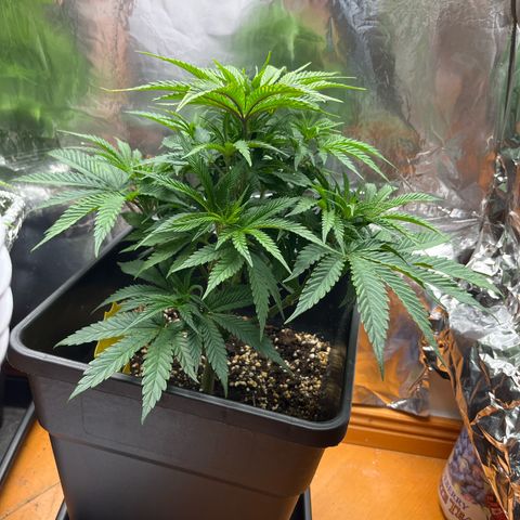 Lemon Drizzle x Purple Punch R growlog timeline photo