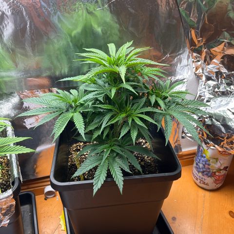 Lemon Drizzle x Purple Punch R growlog timeline photo