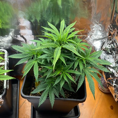 Lemon Drizzle x Purple Punch R growlog timeline photo