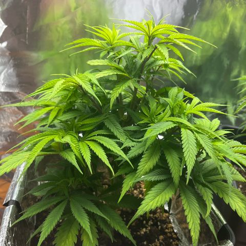 Lemon Drizzle x Purple Punch L growlog timeline photo