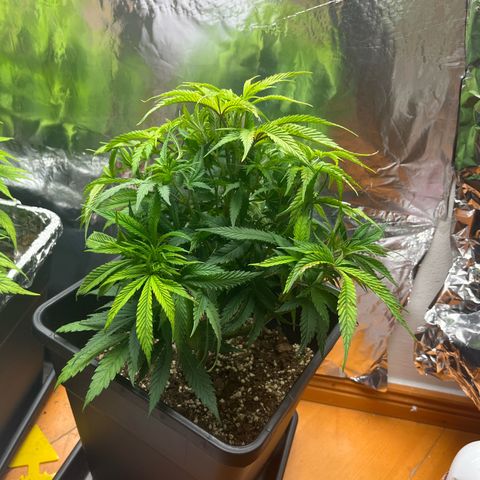 Lemon Drizzle x Purple Punch R growlog timeline photo