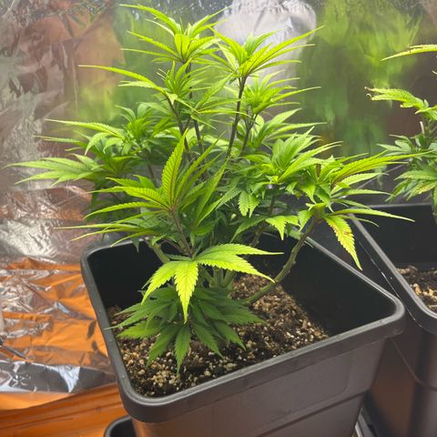 Lemon Drizzle x Purple Punch L growlog timeline photo