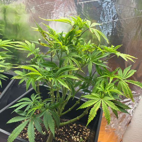Lemon Drizzle x Purple Punch R growlog timeline photo